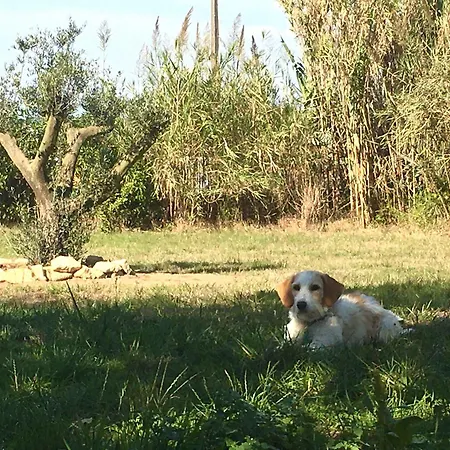 Casa Cao Charmantes Mit Garten Semesterbostad *